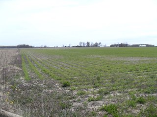 <li> 342.76 Acres with 333 +- acres of high quality cropland in excellent condition.
<li> 9+- Acres roads, ditches, and woodland.
<li> 6 tax parcels offered in (2) farms being mainly contiguous.
<li> Frontage on numerous Randolph County roads and easy access to US 27, SR 36 and only 15 miles north of I-70.
<li> Easy operation with generally rectangular fields.
<li> Premium Soils with the predominant soils being Patton Silty clay loam, Fincastle-Crosby, and Celina silt loams.
<li> Owner will cooperate in buyerÃƒÆ'Ã‚Â¢ÃƒÂ¢Ã¢â‚¬Å¡Ã‚Â¬ÃƒÂ¢Ã¢â‚¬Å¾Ã‚Â¢s tax exchange.
<li> Farms have been owned by same Estate for over 50 years and are under excellent operations and are in very good conditions.
<li> 20 Miles to (2) Ethanol Plants, Strong local grain markets.
<li> Offered as (2) separate farms.
<li> USDA payment of $20/acre (2012).
<li> Offered at:
		$8,450 /Acre or
		FARM 1: $1,335,100.00
		FARM 2:  $1,561,222.00
<br>
All offers will be subject to a FIRST RIGHT OF REFUSAL per will of Donamae Banning. - Prime Indiana Cropland - 342.76 Acres Offered in 2 Separate Farms